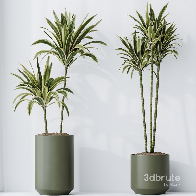 Lemon Cane Dragon and Euphorbia Drupifera set 19 Image 2