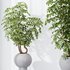 HQ HousePlants Schefflera Arboricola Umbrella Set05 - Thumbnail 3