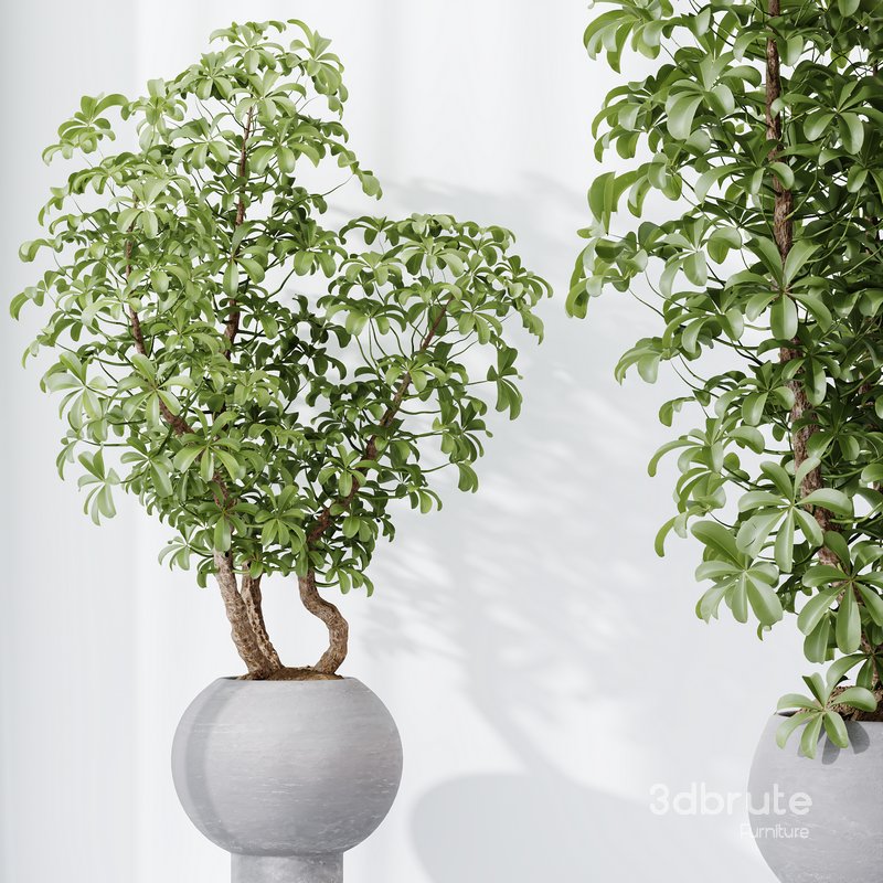 HQ HousePlants Schefflera Arboricola Umbrella Set05 Image 3