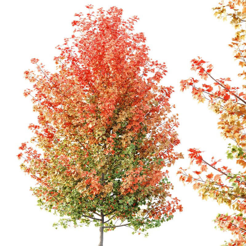 HQ Plants Acer X freemanii Freeman Maple Sapindaceae Tree Image 3