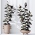 HQ HousePlants Rubber Ficus Elastica Abidjan Melany Set04 - Thumbnail 2