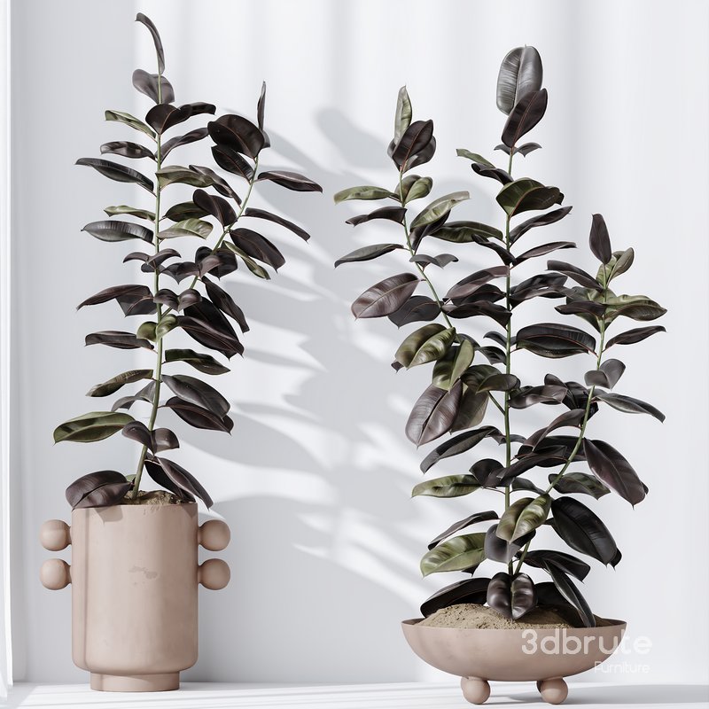 HQ HousePlants Rubber Ficus Elastica Abidjan Melany Set04 Image 2