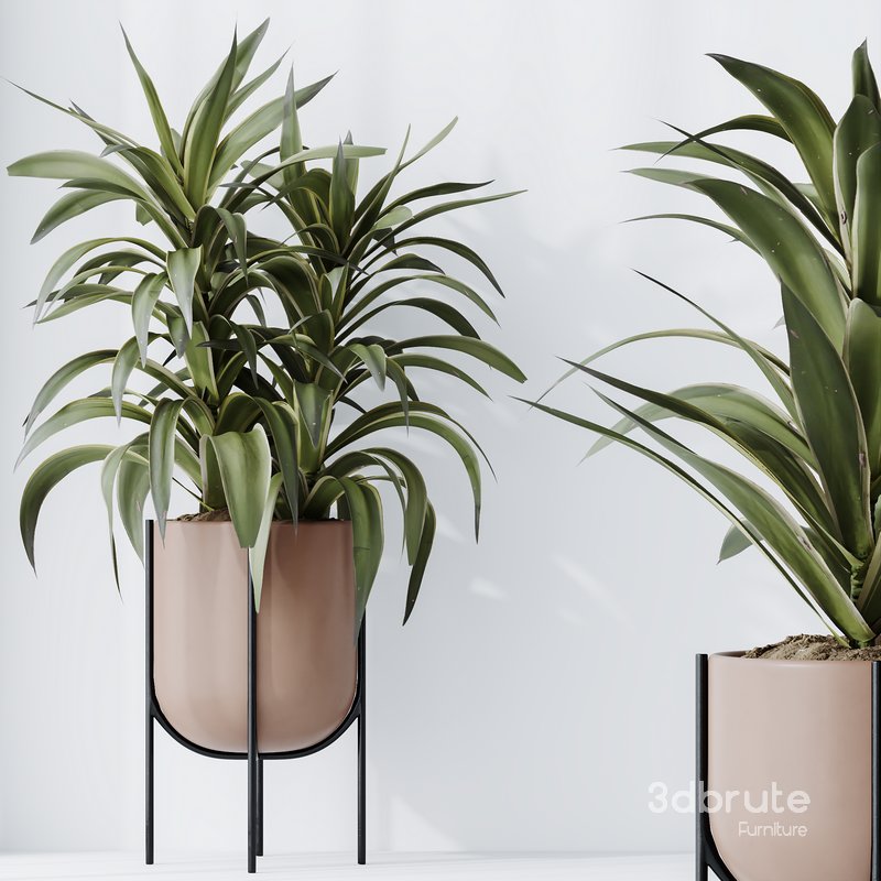 HousePlants Dracaena Warneckii Lemon Lime Cane Dragon Set03 Image 2