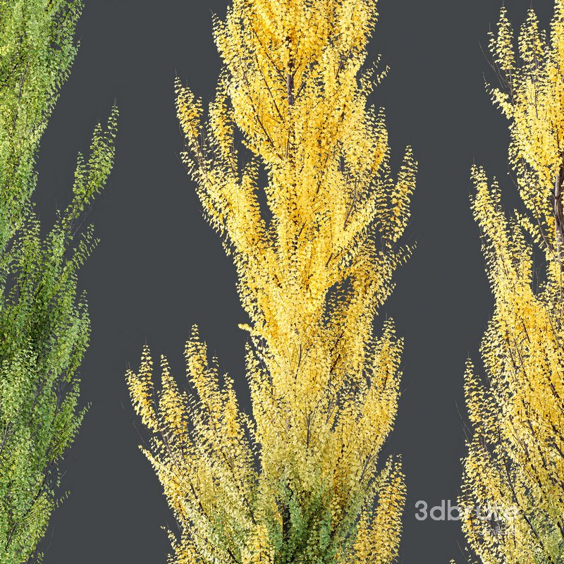 HQ Plants Acer X freemanii Freeman Maple Sapindaceae Armstrong Set02 Image 3