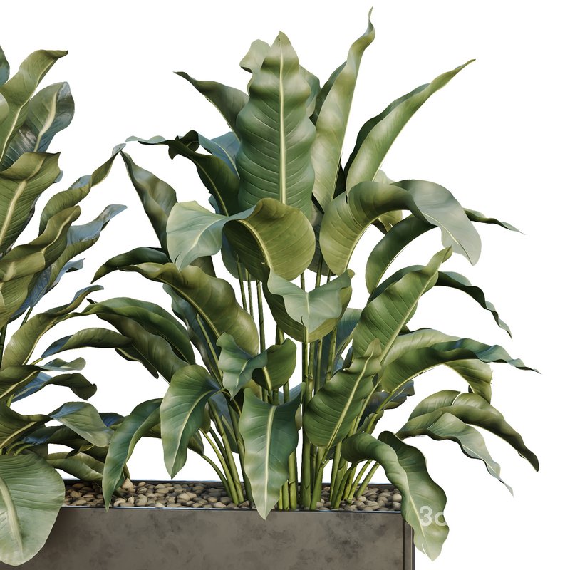 HQ Tree and bush garden box outdoor VOL 38 Image 3