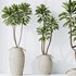 HQ HousePlants Euphorbia Drupifera Sunshine Agaveville Set03 - Thumbnail 2