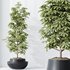 HQ HousePlants Schefflera Arboricola Umbrella Set03 - Thumbnail 3