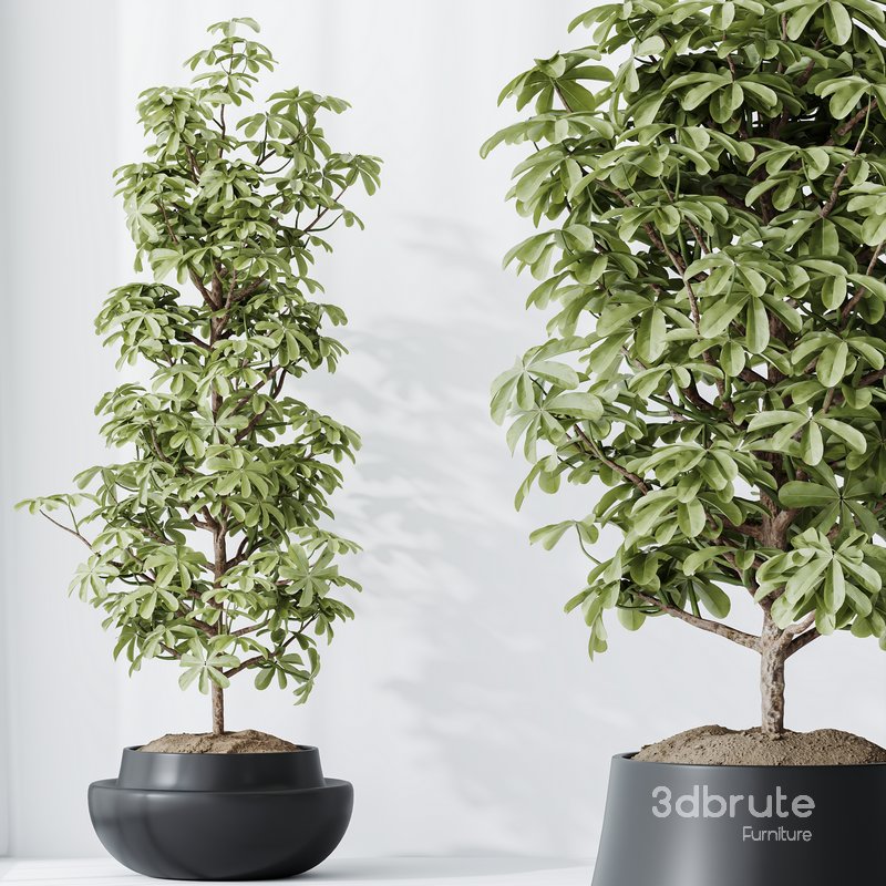 HQ HousePlants Schefflera Arboricola Umbrella Set03 Image 3