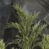 HQ Plants Indoor Set Box Glass02 - Thumbnail 3