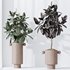 HQ HousePlants Rubber Ficus Elastica Abidjan Melany Set05 - Thumbnail 2