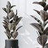 Rubber Ficus Elastica Abidjan Melany Vase 19 - Thumbnail 2
