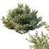 Montra Olive Bush-7 different bush - Thumbnail 1
