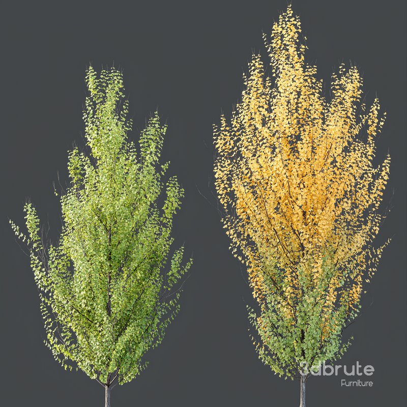 HQ Plants Acer X freemanii Freeman Maple Sapindaceae Set06 Image 3