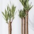Mission Olive Tree Indoor and Yucca Elephantipes Gigantea Vase 17 - Thumbnail 2