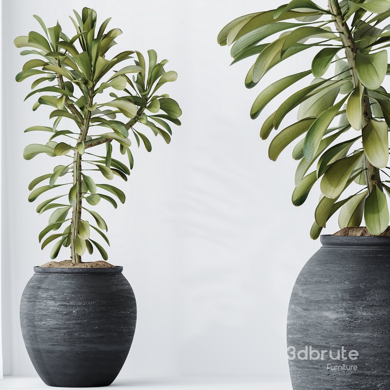 HQ HousePlants Euphorbia Drupifera Sunshine Agaveville Set01 Image 2