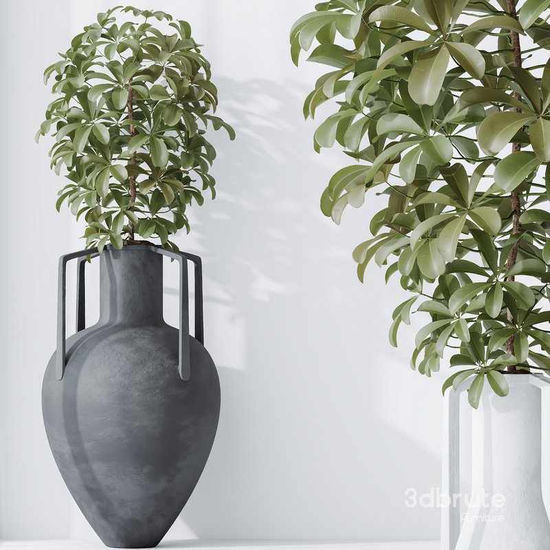 HQ HousePlants Schefflera Arboricola Umbrella Set04 Image 2