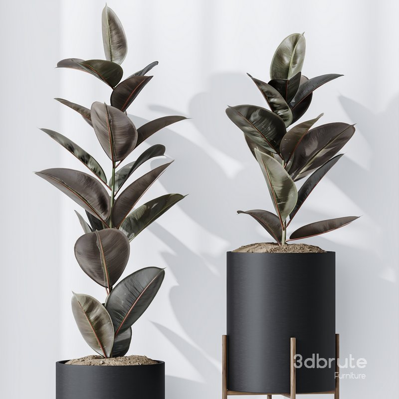 HQ HousePlants Rubber Ficus Elastica Abidjan Melany Set08 Image 2