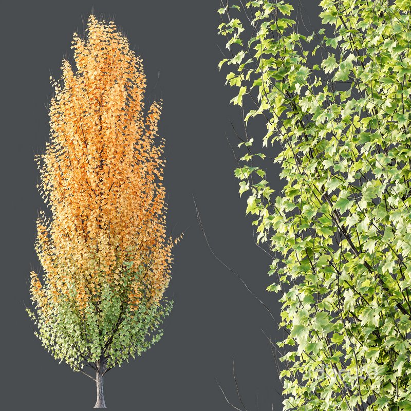 Plants Acer X freemanii Freeman Maple Sapindaceae Set05 Image 3