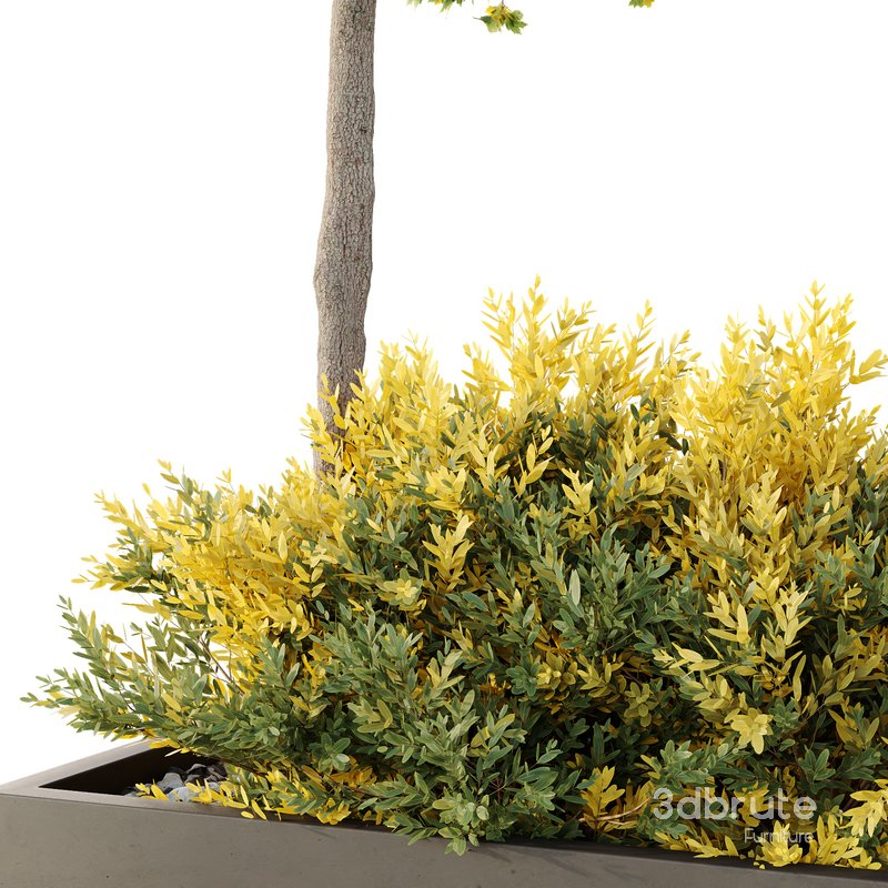 HQ Tree and bush garden box outdoor VOL 42 Image 2