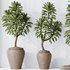 HQ HousePlants Euphorbia Drupifera Sunshine Agaveville Set02 - Thumbnail 3