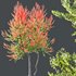 HQ Plants Acer X freemanii Freeman Maple Sapindaceae Set04 - Thumbnail 3