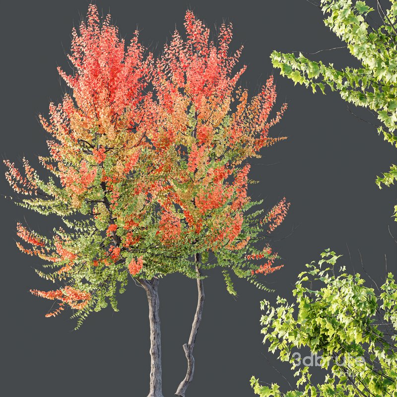 HQ Plants Acer X freemanii Freeman Maple Sapindaceae Set04 Image 3