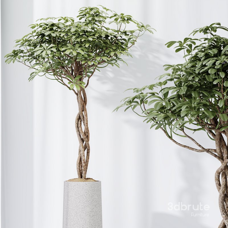 HQ HousePlants Schefflera Arboricola Umbrella Set02 Image 2