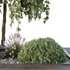 HQ Tree and bush garden box outdoor VOL 36 - Thumbnail 3