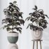 HQ HousePlants Rubber Ficus Elastica Abidjan Melany Set06 - Thumbnail 2