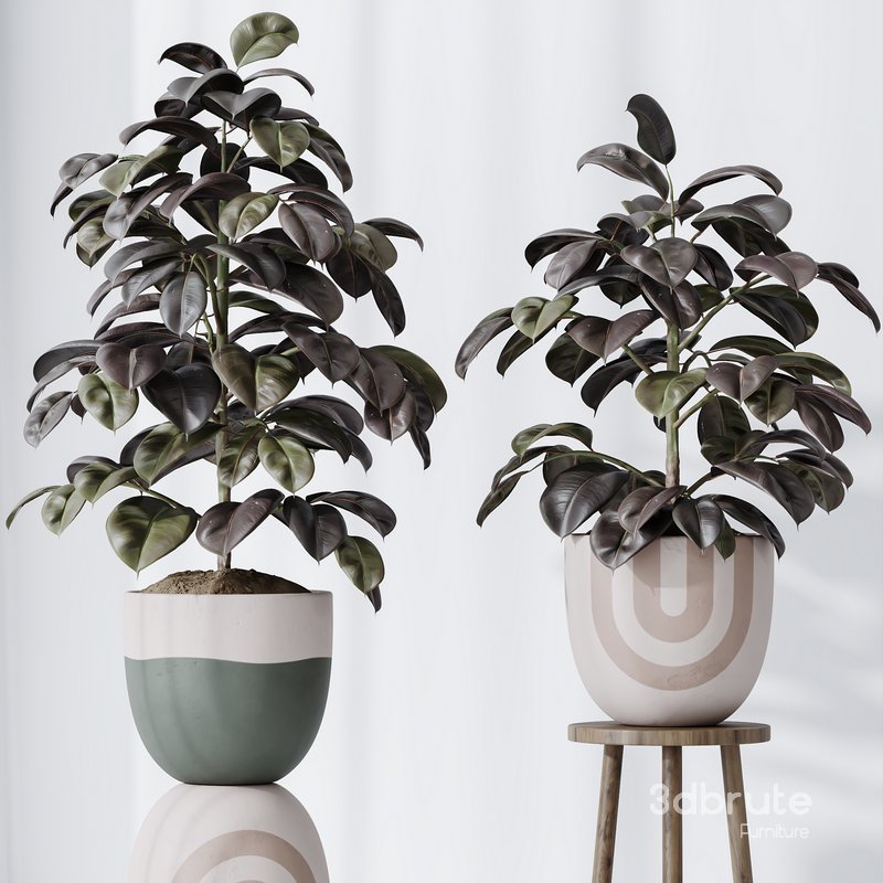 HQ HousePlants Rubber Ficus Elastica Abidjan Melany Set06 Image 2