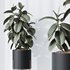 HQ HousePlants Rubber Ficus Elastica Abidjan Melany Set07 - Thumbnail 3