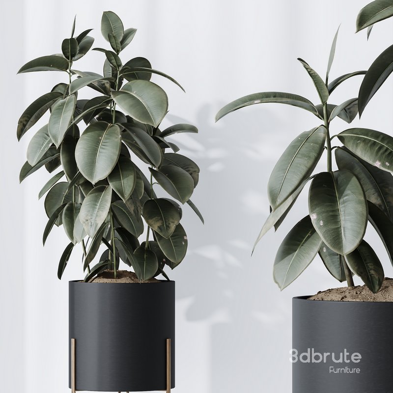 HQ HousePlants Rubber Ficus Elastica Abidjan Melany Set07 Image 3