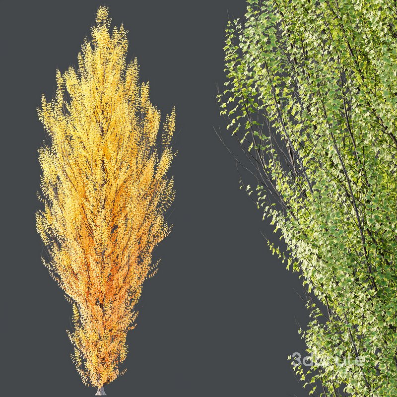 HQ Plants Acer X freemanii Freeman Maple Sapindaceae Armstrong Set03 Image 3