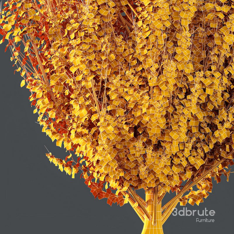 HQ Plants Acer X freemanii Freeman Maple Sapindaceae Armstrong Image 4