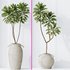 Lemon Cane Dragon and Euphorbia Drupifera set 19 - Thumbnail 4