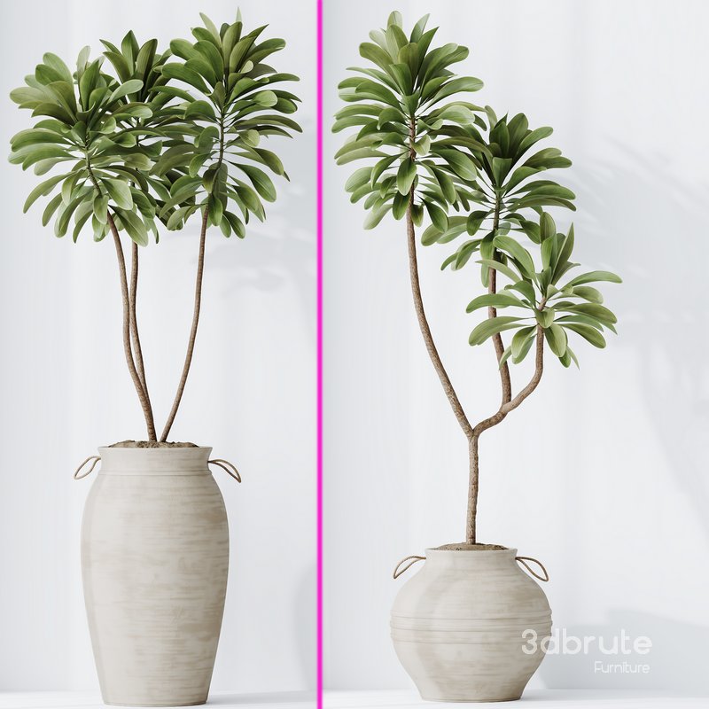 Lemon Cane Dragon and Euphorbia Drupifera set 19 Image 4