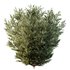 Montra Olive Bush-7 different bush - Thumbnail 4