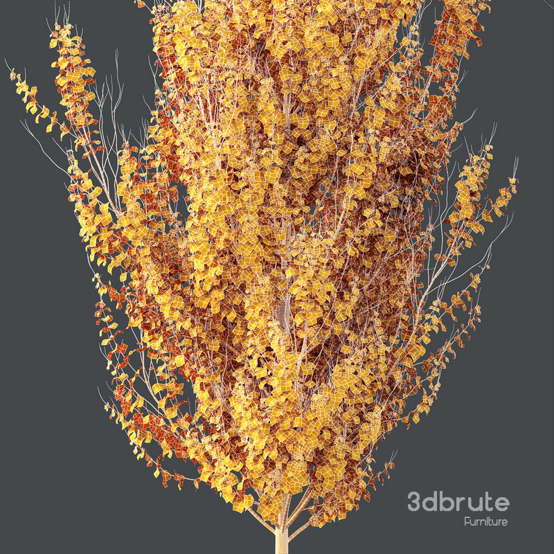 HQ Plants Acer X freemanii Freeman Maple Sapindaceae Set06 Image 4