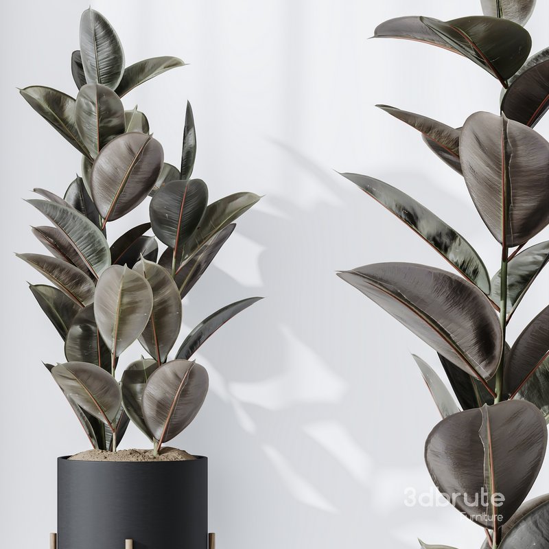 HQ HousePlants Rubber Ficus Elastica Abidjan Melany Set08 Image 4