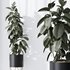 HQ HousePlants Rubber Ficus Elastica Abidjan Melany Set07 - Thumbnail 4