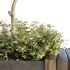 HQ Urban environment set of green plant benches 11 - Thumbnail 4