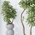 HQ HousePlants Schefflera Arboricola Umbrella Set05 - Thumbnail 5