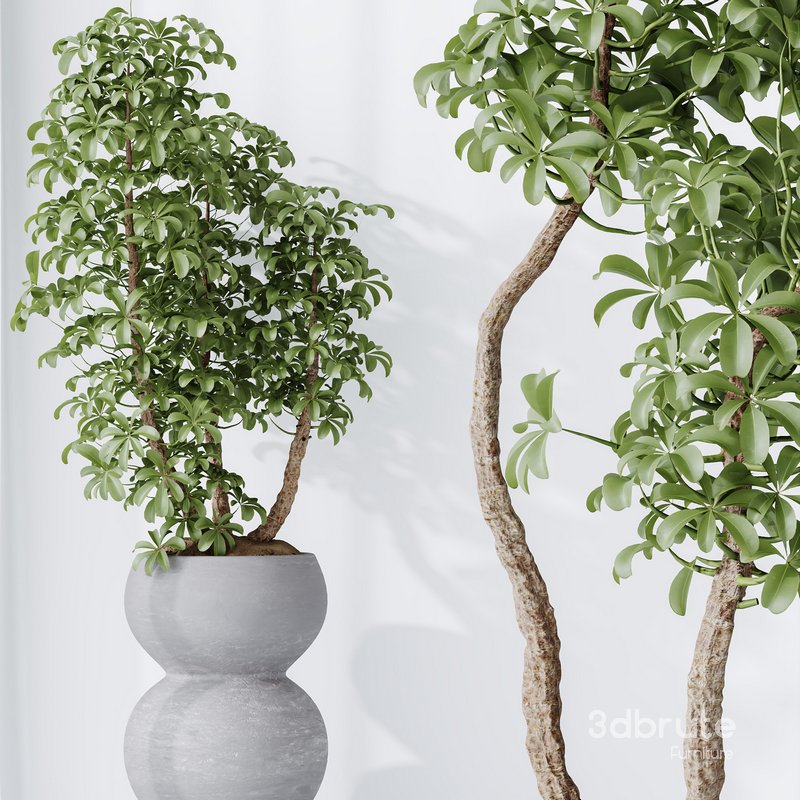 HQ HousePlants Schefflera Arboricola Umbrella Set05 Image 5