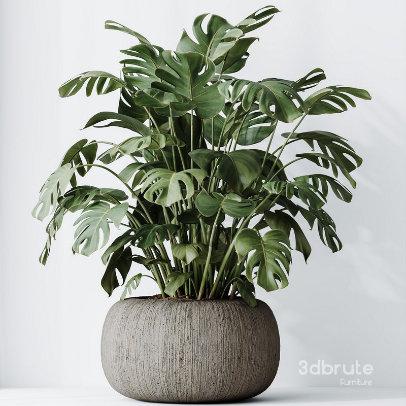 HQ HousePlants Giant Monstera Deliciosa Swiss Cheese Image 4