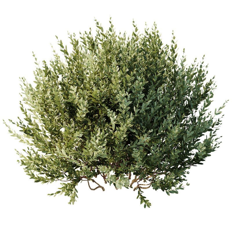 HQ Tree and bush garden box outdoor VOL 34 Image 4