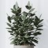 HousePlants Rubber Ficus Elastica Abidjan Melany Set02 - Thumbnail 4