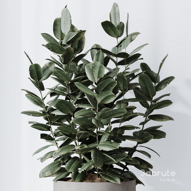 HousePlants Rubber Ficus Elastica Abidjan Melany Set02 Image 4
