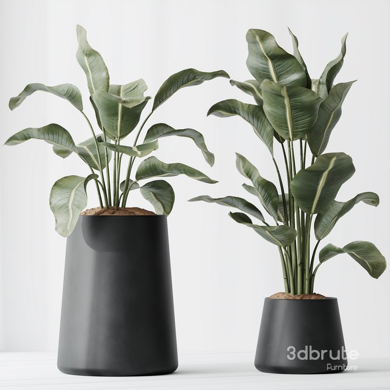 ParadiseBird and Areca Majesty Vase 14 Image 4