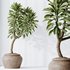 HQ HousePlants Euphorbia Drupifera Sunshine Agaveville Set02 - Thumbnail 4