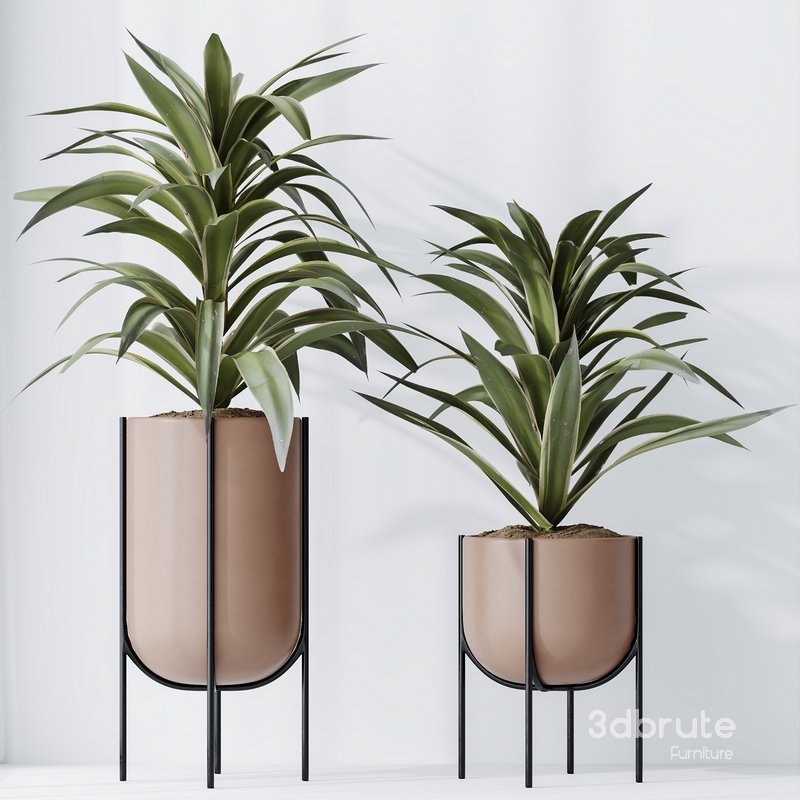 HousePlants Dracaena Warneckii Lemon Lime Cane Dragon Set03 Image 4